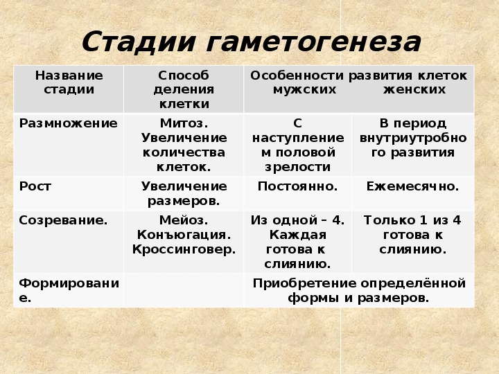 Фазы гаметогенеза и процессы. Таблица стадии развития половых клеток. Гаметогенез стадии характеристика. Фазы гаметогенеза кратко. Основные этапы гаметогенеза.