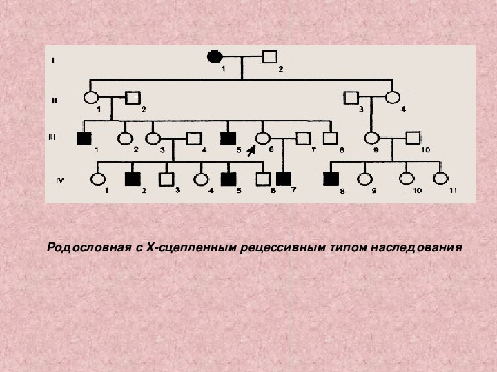 Родословная презентация 10 класс