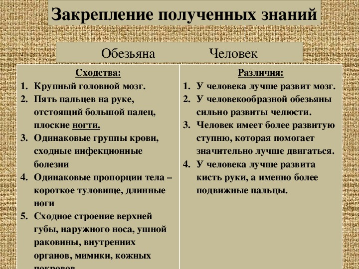 Отличие и сходства человека. Сходства и различия человека и обезьяны.