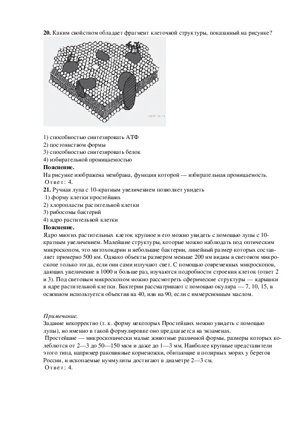 Определите модель какой клеточной структуры изображена на рисунке