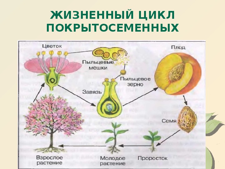 Органами размножения покрытосеменных являются. Цикл размножения покрытосеменных растений схема. Цикл развития покрытосеменных растений. Цикл развития покрытосеменных схема. Жизненный цикл покрытосеменных растений схема.