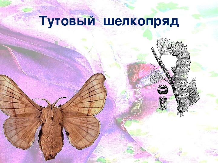 Тутовый шелкопряд рисунок. Тутовый шелкопряд бабочка. Тутовый шелкопряд гусеница. Самец тутового шелкопряда.