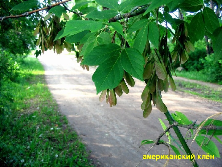 Американский клен фото дерева