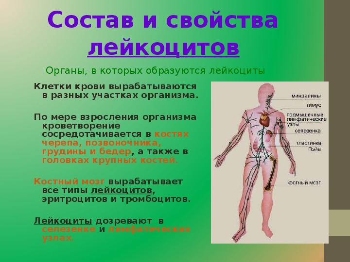 Заболевания органов кроветворения у детей презентация