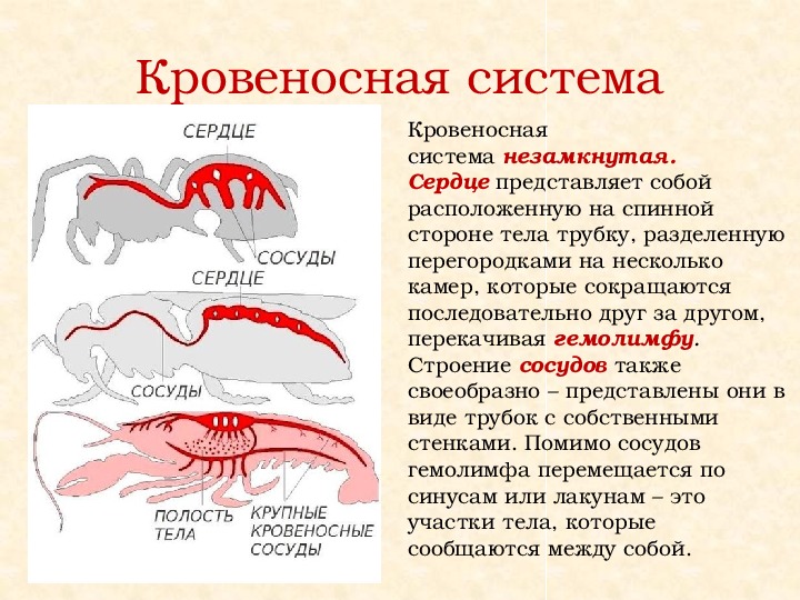 Кровеносная система паукообразных