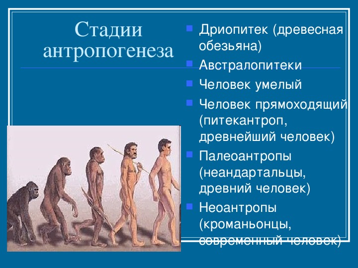 Этапы эволюции человека австралопитек. Основные этапы антропогенеза неандерталец. Ступени развития человека Антропогенез. Основные этапы антропогенеза австралопитеки.