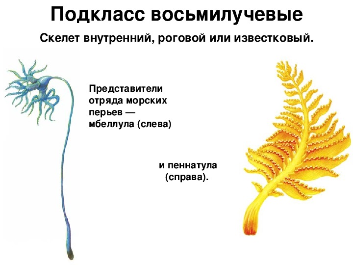 Животное изображенное на рисунке отличается от кишечнополостных паразитическим образом