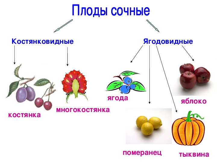 Презентация по биологии на тему "Плоды" (6  класс, биология)