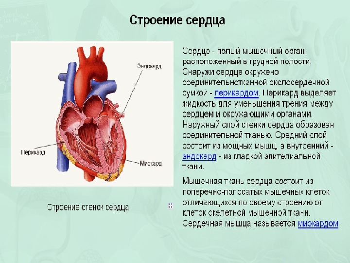 Какое сердце можно назвать. Отделы сердца. Строение сердца сердечная мышца. Стенка сердечной мышцы.