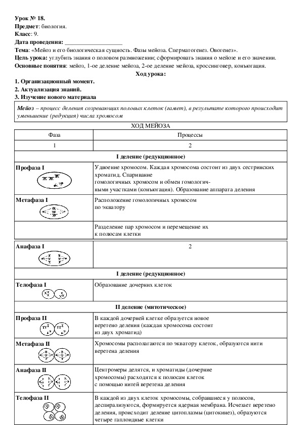 Методическая разработка урока по теме: «Мейоз и его биологическая сущность. Фазы мейоза. Сперматогенез. Овогенез».