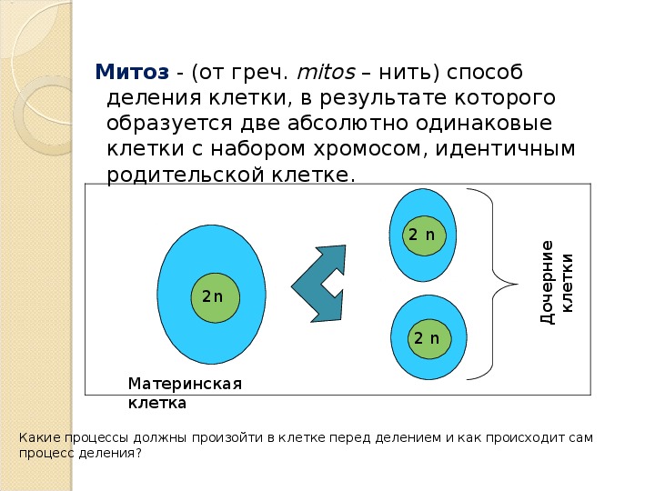 Презентация на тему деление клетки митоз