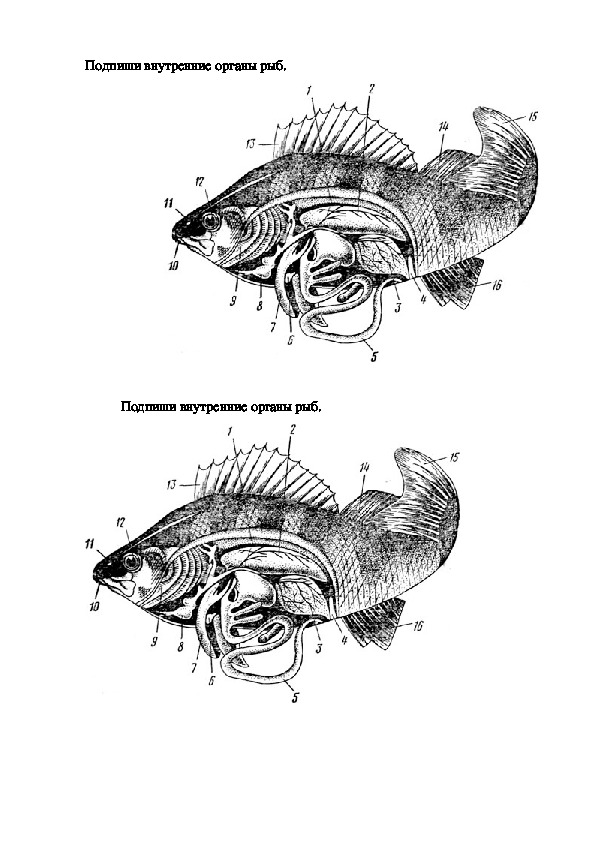 Системы органов рыб внутреннее строение. Строение налима. НАДЖАБЕРНЫЙ орган рыб. Внутренние органы рыбы. Строение внутренних органов рыбы.