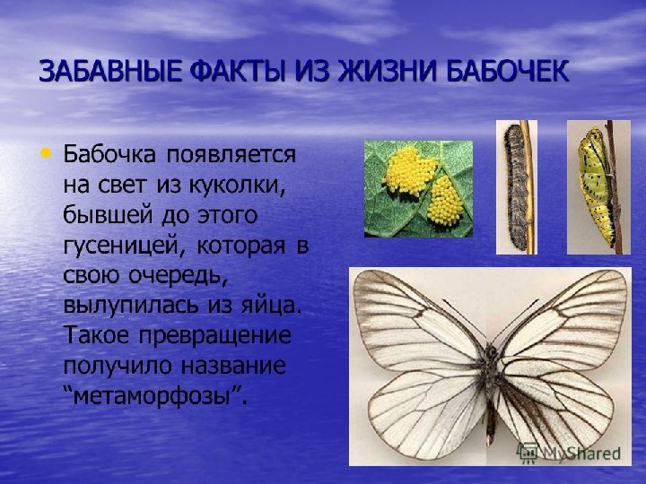 Сведения о бабочках 2 класс окружающий мир. Интересные факты о бабочках. Мотылек интересные факты. Интересные факты о бабочках для детей. Интересное про бабочек для детей.