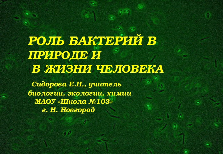 Презентация по биологии на тему "Роль бактерий в природе и в жизни человека"