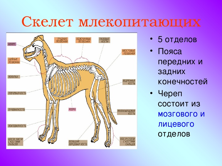 Значение млекопитающих для человека картинки