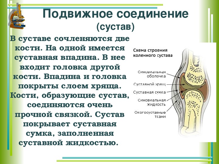 Типы соединения костей сустав. Биология 8 кл.соединение костей. Соединение костей 8 класс биология. Соединение костей строение сустава. Подвижное соединение костей.