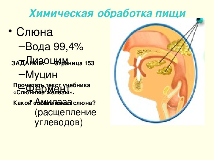 Ротовая полость продукты расщепления. Пищеварение в ротовой полости 8 класс. Ротовая полость биология 8 класс.