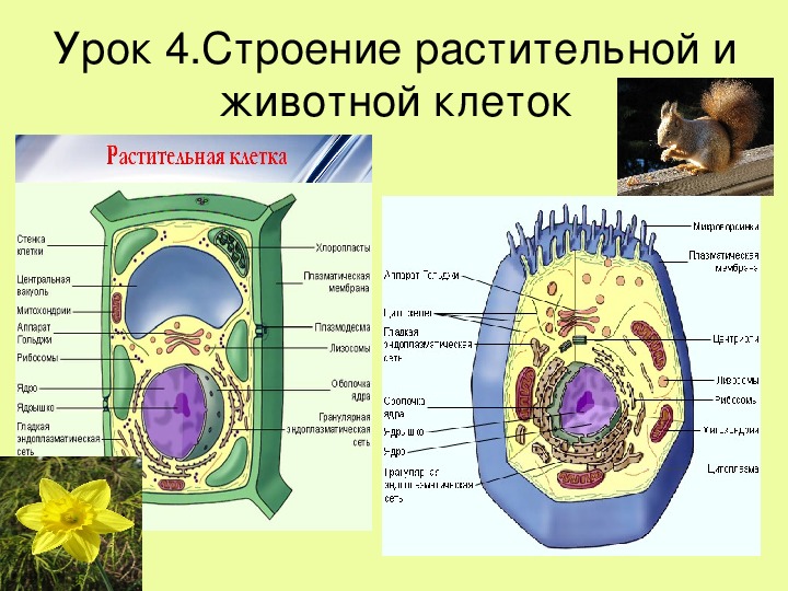 Биология 10 класс работа по строению клеток