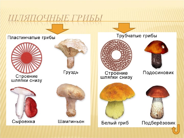 Трубчатые и пластинчатые грибы картинки