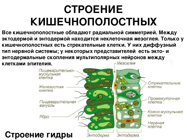 Эктодерма какая клетка