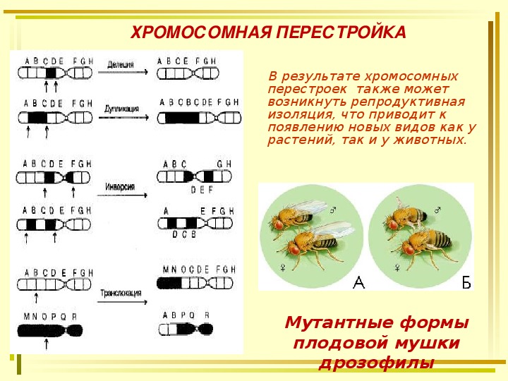 Схема типы видообразования в природе по биологии 9 класс