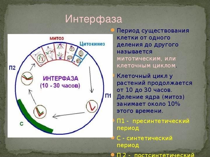 1 жизненный цикл клетки митоз. Жизненный цикл клетки интерфаза. Периоды клеточного цикла интерфаза. Схема интерфазы клетки. Интерфаза клеточного цикла процессы.