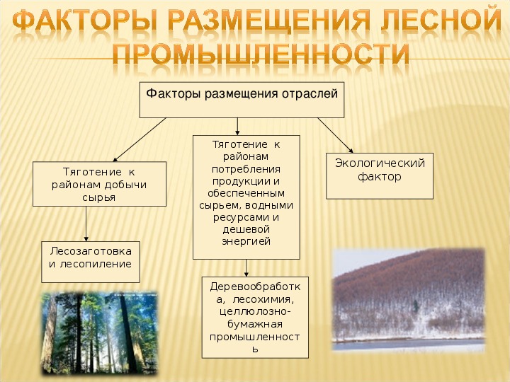 Лесная промышленность презентация