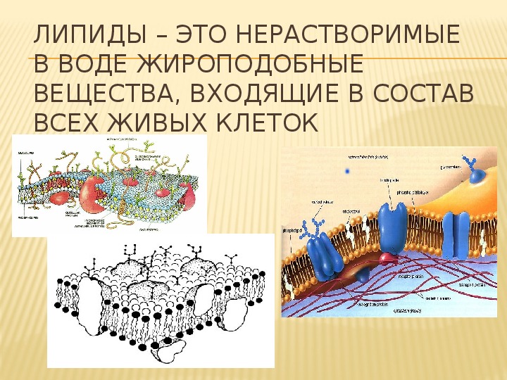 Липиды их строение и функции 10 класс презентация пасечник