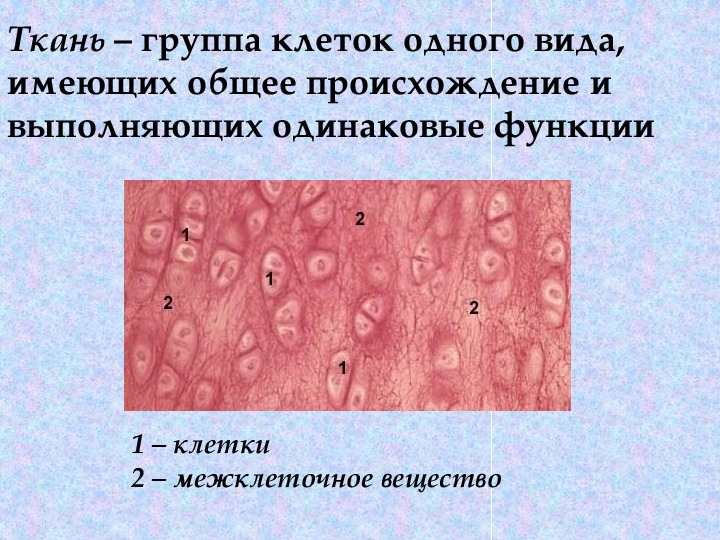 Биология ткани презентация