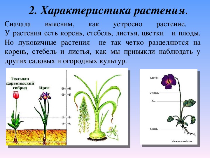 Дайте определение цветка. Луковичные характеристика. Характеристика луковичных растений. Луковичные растения биология 6 класс.