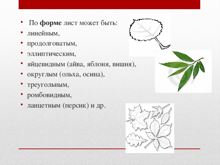 Сделайте описание яблони по следующему плану