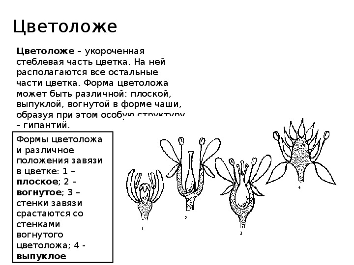 Цветоложе. Форма и строение цветоложа. Строение цветоложе. Формы цветоложа у цветков.