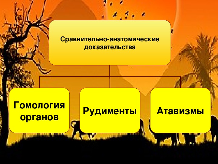 Доказательства эволюции животных 7 класс конспект. Доказательства эволюции.