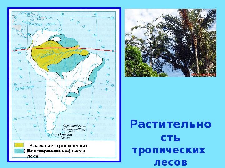 Презентация по географии на тему: "Растительность тропических лесов Южной Америки"