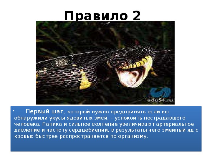 Презентация на тему укусы змей