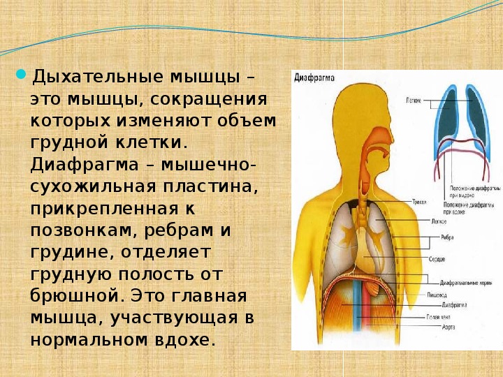 Презентация"Функциональные возможности дыхательной системы"