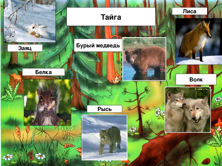 Какие животные в природной зоне тайга. Проект природная зона Тайга. Тайга для дошкольников.