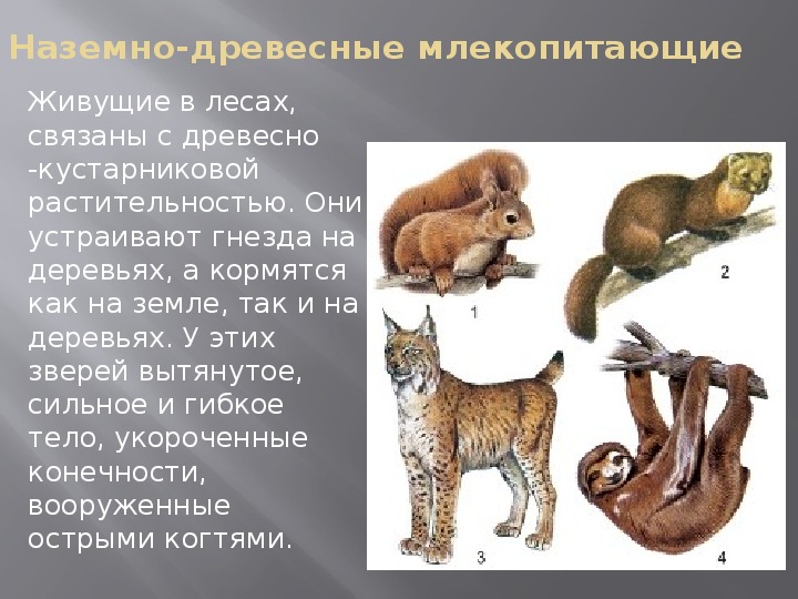 Группы млекопитающих 7. Наземно древесные млекопитающие. Наземно древесные млекопитающие представители. Многообразие млекопитающих. Наземно древесные млекопитающие характеристика.