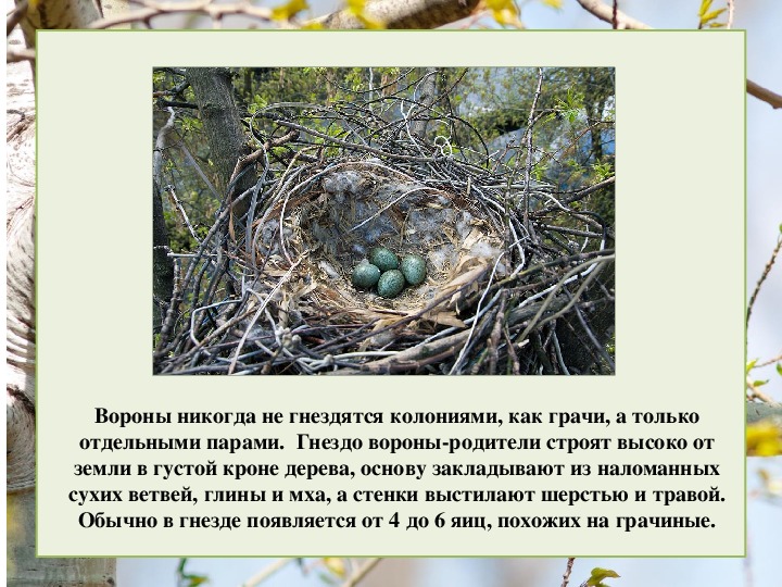 Грачи гнездование. Грачиные гнезда бесчисленное множество которых находилось. Гнездо грача. Грачиные гнезда бесчисленное множество которых находилось. Гнезда грачей на дереве.