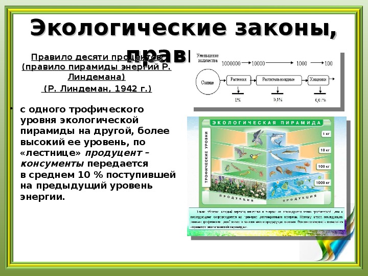 Правило экологической пирамиды Линдемана. Правило Линдемана экология. Экология подготовка к Олимпиаде. Экологическая пирамида правило 10 процентов.