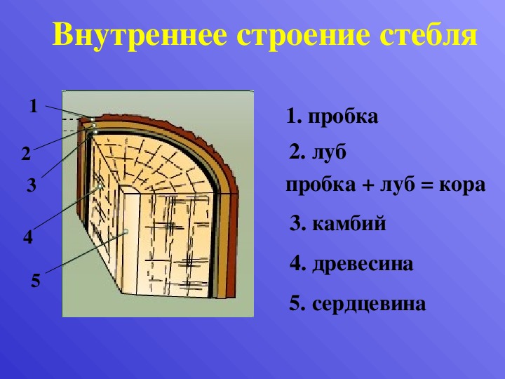 Луб камбий сердцевина. Строение коры луба камбия древесины сердцевины. Строение стебля древесина Луб. Луб кора древесина.