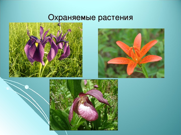 Что сторожил цветок. Охраняемые растения. Особо охраняемые растения. Какие охраняемые растения. Охраняемые растения в Москве.