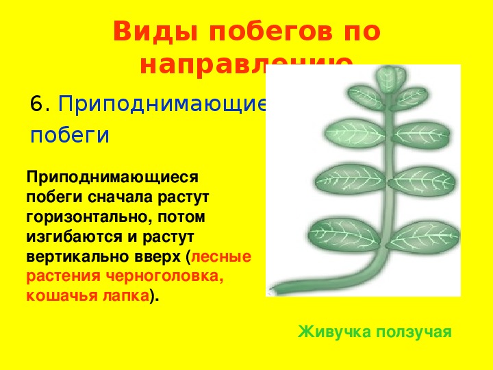 Побег 6 класс биология презентация. Приподнимающиеся побеги. Приподнимающиеся побеги примеры. Приподнимающиеся побеги примеры растений. Растения с приподнимающимся стеблем.