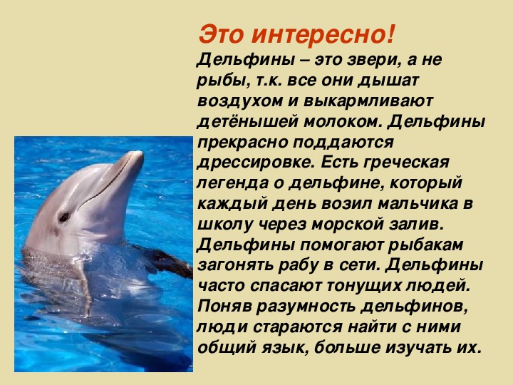 Дельфины слова текст. Доклад о дельфине. Интересные факты о дельфинах. Доклад про дельфинов. Рассказ о дельфинах.