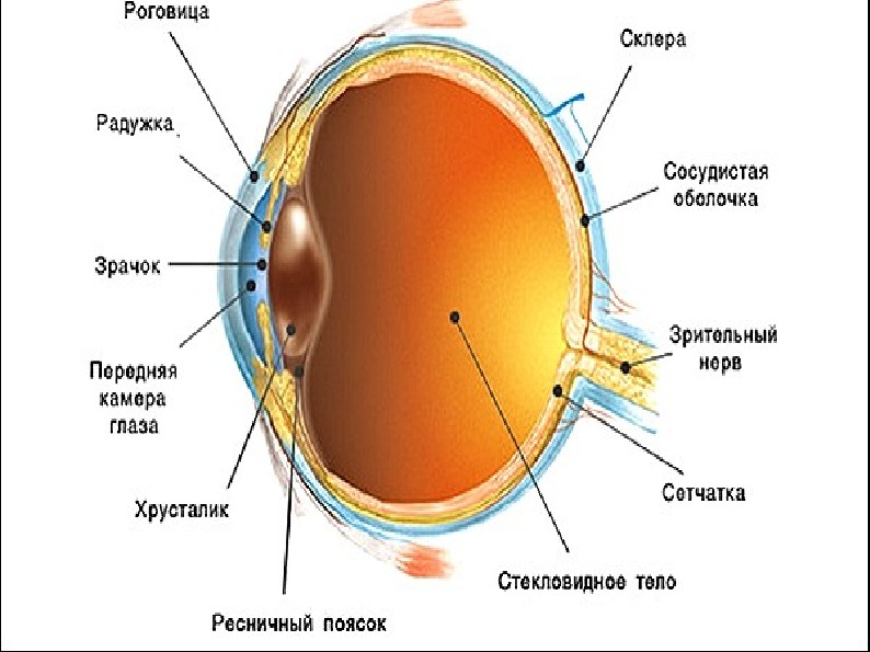 Какой цифрой на рисунке обозначена склера