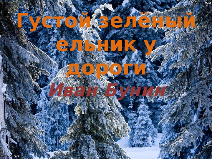 Презентация к стихотворению Ивана Бунина "Густой зелёный ельник у дороги..." (2 класс, литературное чтение)