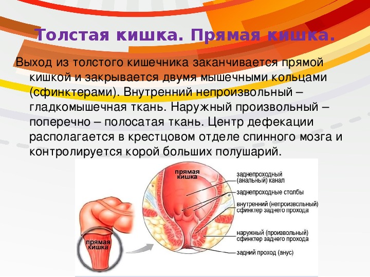 Пищеварение в кишечнике 8 класс презентация