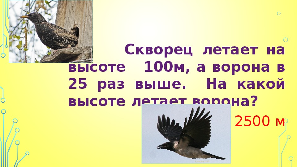 На какой высоте летают. На какой высоте летают воробьи. На какой высоте летает ворона. С какой скоростью летит ворона.