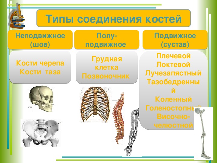 Неподвижные соединения скелета