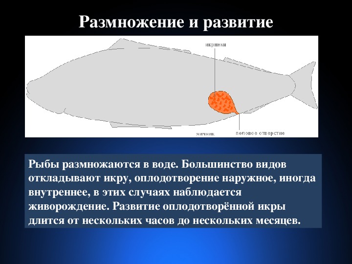 Строение рыбы 7 класс биология презентация